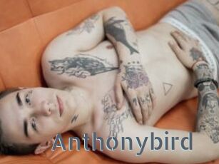 Anthonybird