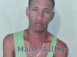 Male_stallion